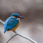 A Fortified Legacy Tommaso Maggio Redefines Marsalas Future