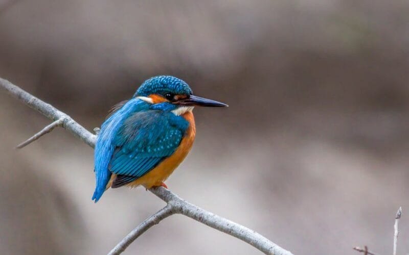 A Fortified Legacy Tommaso Maggio Redefines Marsalas Future