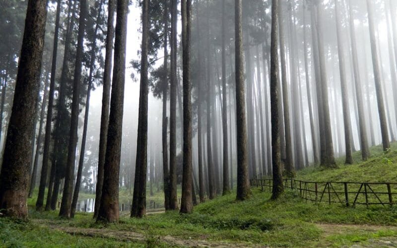 A Masterclass in First Flush Darjeeling Unmeshs Signature Blend