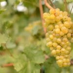 The Forgotten Grape Making a Bold Comeback in Chile