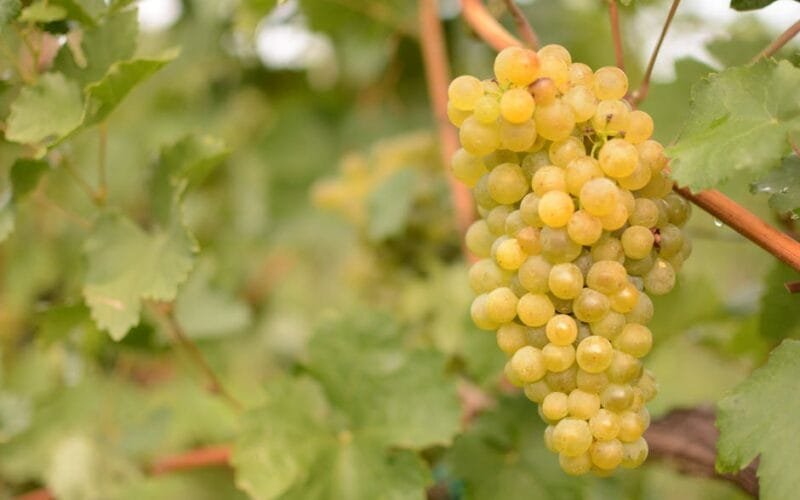 The Forgotten Grape Making a Bold Comeback in Chile