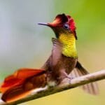 The Jingmai Hummingbird A Black Tea-Puer Hybrid in the Making