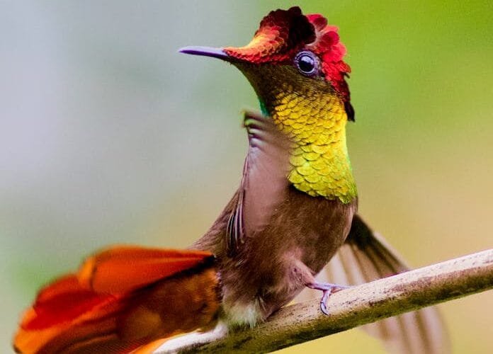 The Jingmai Hummingbird A Black Tea-Puer Hybrid in the Making