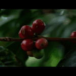 The Coffee Harvest of 2026 Tracing the Beans Behind Your Brew
