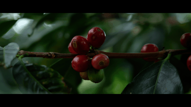 The Coffee Harvest of 2026 Tracing the Beans Behind Your Brew