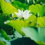 Crimson Lotus Teas 2025 Hua Zhu Liang Zi Raw Puer A Flavorful Awakening