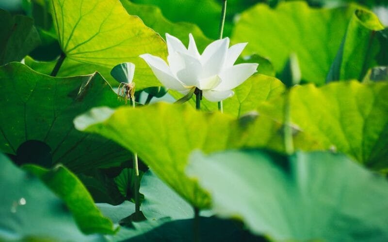 Crimson Lotus Teas 2025 Hua Zhu Liang Zi Raw Puer A Flavorful Awakening