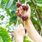 Indonesian Coffee Cultivars The Unsung Heroes of Global Roasts