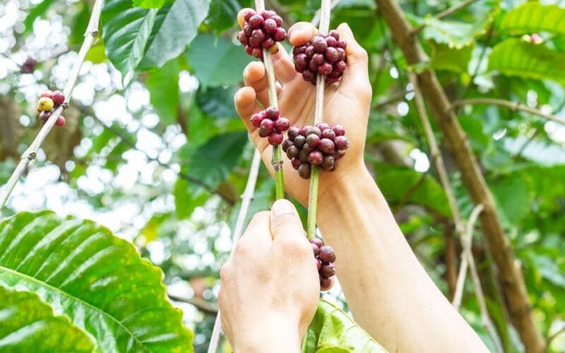 Indonesian Coffee Cultivars The Unsung Heroes of Global Roasts