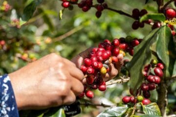 The Future of Coffee Lies in Empowering Producers