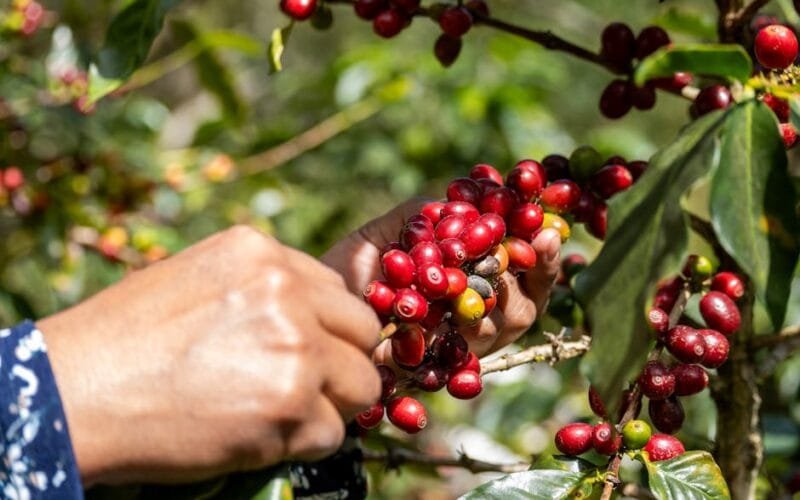 The Future of Coffee Lies in Empowering Producers