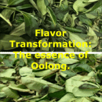 The Alchemy of Oxidation How Oolong Tea Transforms Flavor