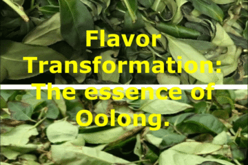 The Alchemy of Oxidation: How Oolong Tea Transforms Flavor