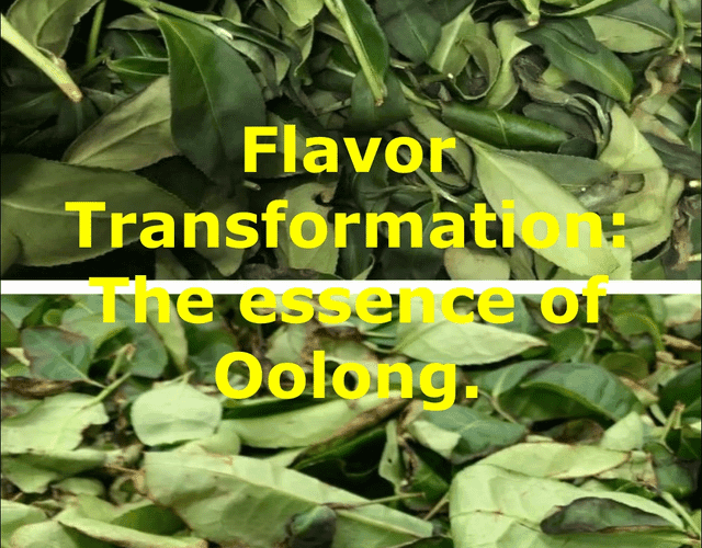 The Alchemy of Oxidation How Oolong Tea Transforms Flavor