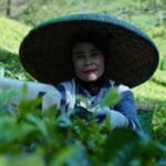 The Weekly Green the Bodys Response A Dietitians 7-Day Experiment