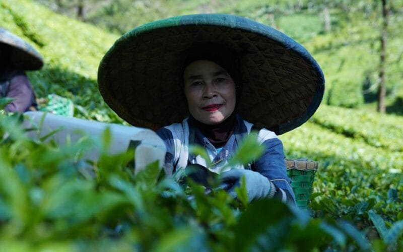 The Weekly Green the Bodys Response A Dietitians 7-Day Experiment