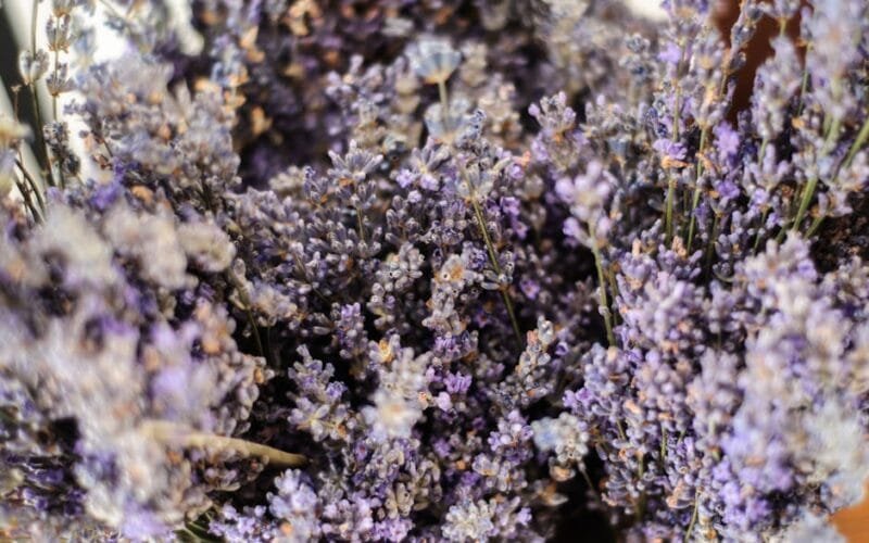 Lavender Simple Syrup Just Outshines Store-Bought Sugar