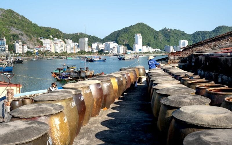 Fermentation’s Rise: Is the Coffee World Overlooking Organic?