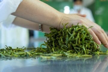 The Xiaguan Love Forever Puerh: A Masterclass in Evolution