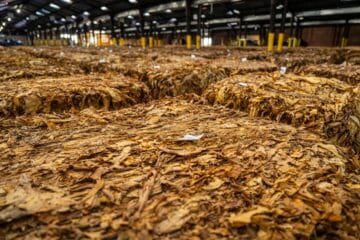 The Art of Storing Raw Liu Bao: Keep It Fresh, Not Frustrated