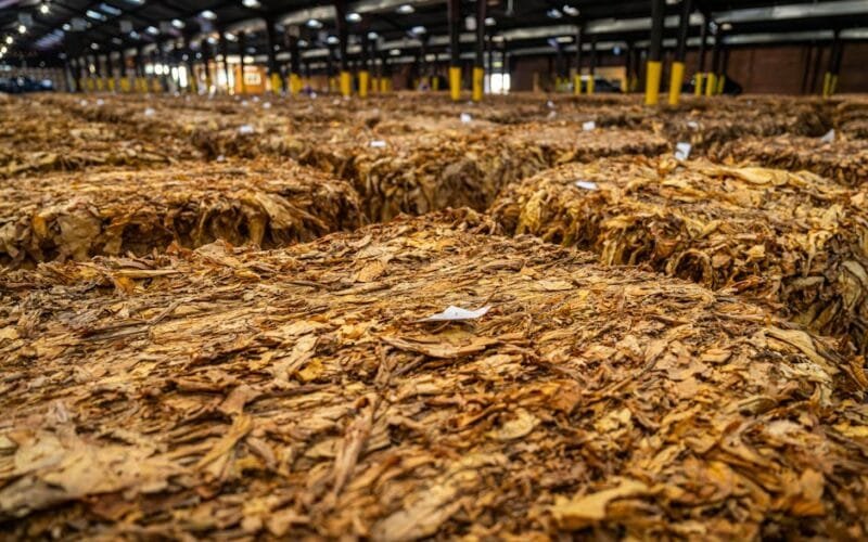 The Art of Storing Raw Liu Bao: Keep It Fresh, Not Frustrated