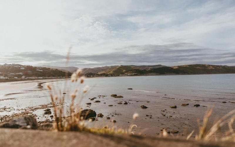 The Kiwi Wine Experiment A Night of Contrasts and Curiosities