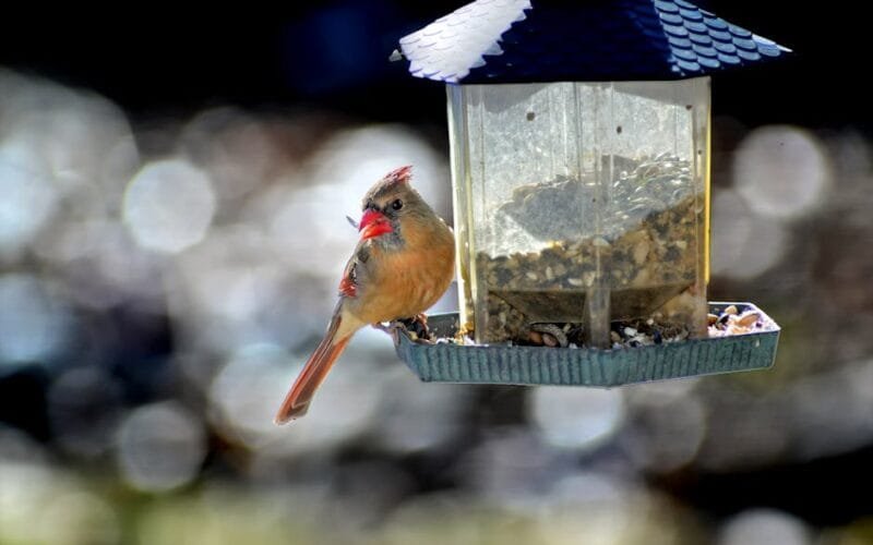 Prairie House Coffee Unveils Its First Retail Space at Orlando Roastery