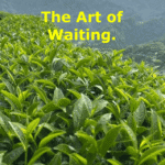 The Quiet Power of Static Withering in Oolong Craft
