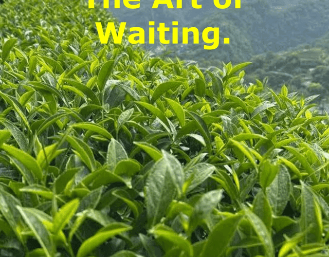 The Quiet Power of Static Withering in Oolong Craft