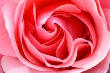 The Soft Bloom: A New Approach to Espresso Extraction