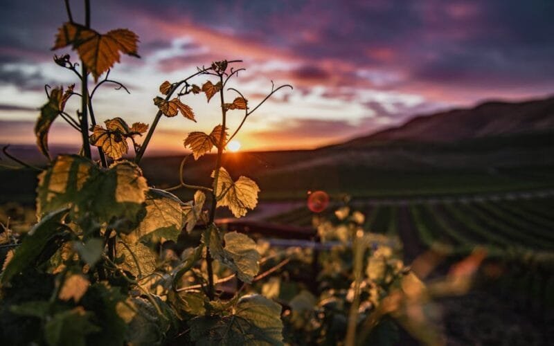 A Journey Through Sonomas Hidden Vineyards and Flavorful Towns