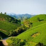 Californias Tea Revolution A New Crop for the Golden State