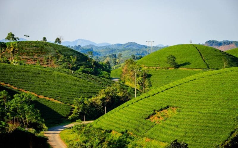 Californias Tea Revolution A New Crop for the Golden State