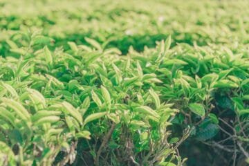 California’s Tea Revolution: A New Crop for the Golden State