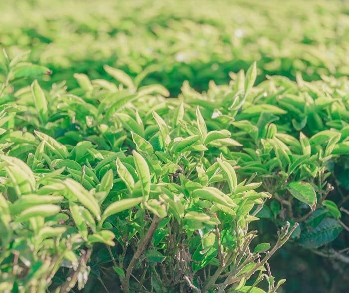 California’s Tea Revolution: A New Crop for the Golden State