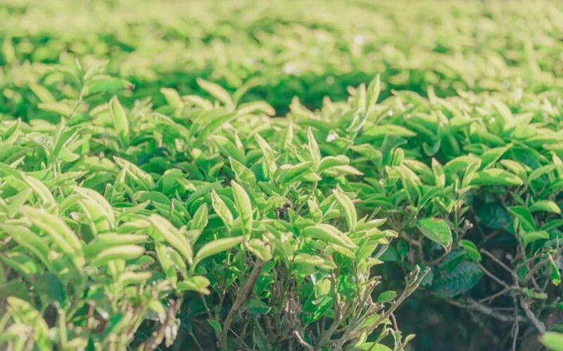 Californias Tea Revolution A New Crop for the Golden State