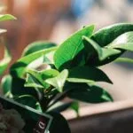 Camellias Faith and the Tea Ceremony A Cultural Deep Dive