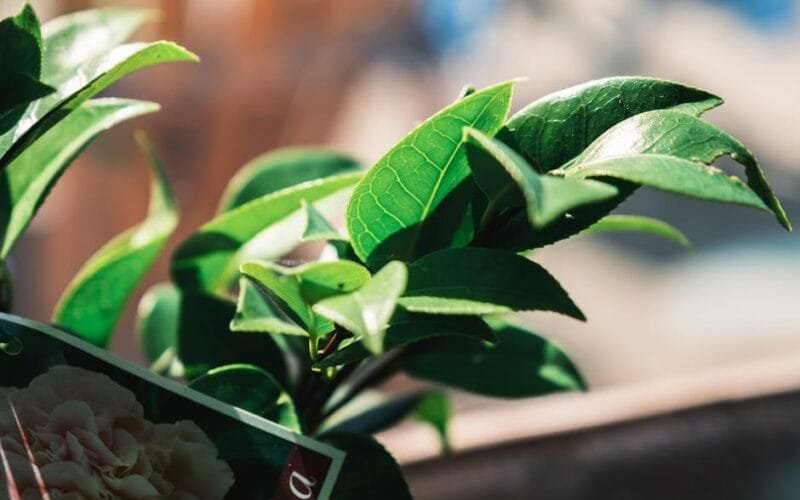 Camellias Faith and the Tea Ceremony A Cultural Deep Dive