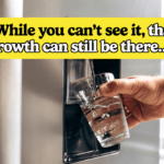 The Hidden Mold Havens in Your Kitchen And How to Banish Them