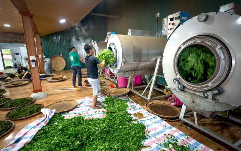 Chinas Tea Dominance Masks a Global Branding Challenge