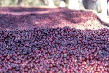 A Fungus with a Plan: How Coffee Wilt Disease Evolves to Outsmart Coffee Plants