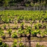 William Chris Vineyards Expands into Fredericksburg with New Tasting Room