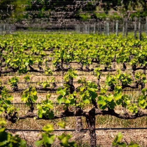 William Chris Vineyards Expands into Fredericksburg with New Tasting Room