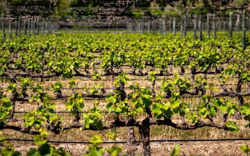 William Chris Vineyards Expands into Fredericksburg with New Tasting Room