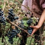 The Art of Terroir Jesús Mendozas Vision for Rioja Wines