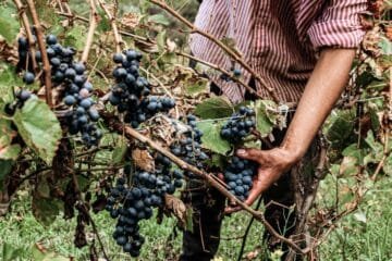 The Art of Terroir: Jesús Mendoza’s Vision for Rioja Wines