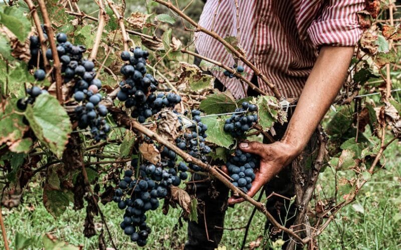 The Art of Terroir Jesús Mendozas Vision for Rioja Wines