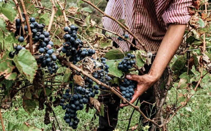 The Art of Terroir: Jesús Mendoza’s Vision for Rioja Wines