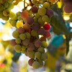 Moldovas Indigenous Grapes A Bold Move to Define Global Wine Identity
