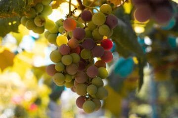 Moldova’s Indigenous Grapes: A Bold Move to Define Global Wine Identity